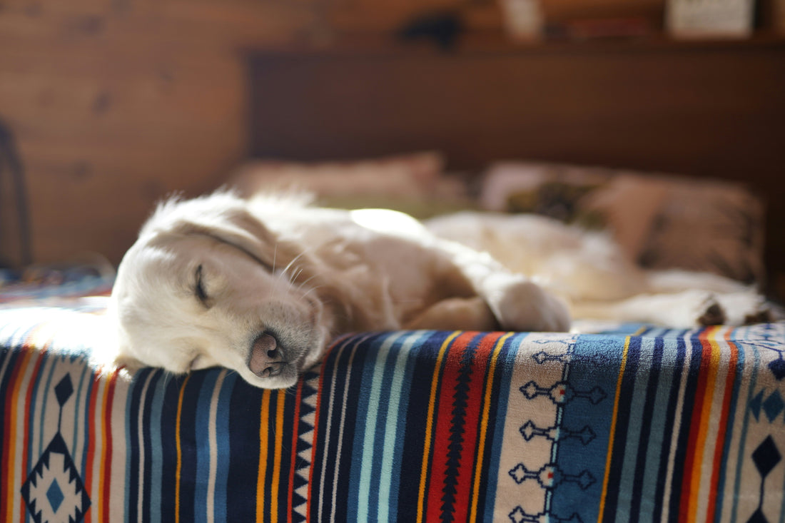 Can a Central Vacuum Help With Pet Allergens? What Pet Owners Should Know