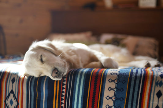 Can a Central Vacuum Help With Pet Allergens? What Pet Owners Should Know
